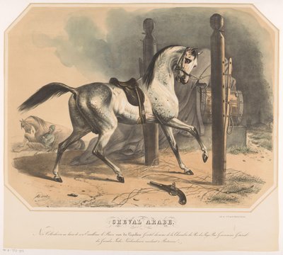 Cheval arabe de Godert van der Capellen - Abraham Hendrik Winter