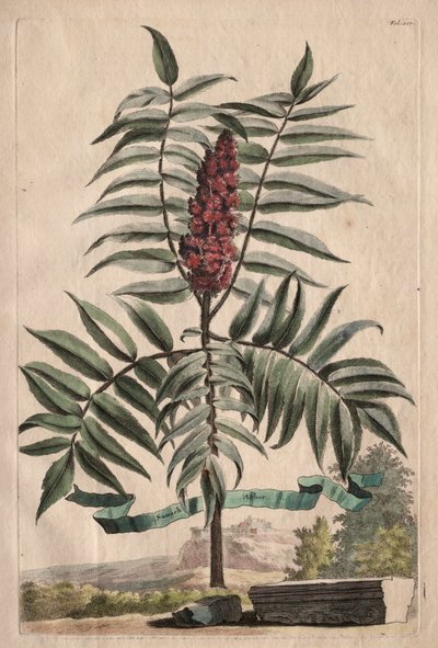 Phytographia Curiosa : Arbre de Sumach - Abraham Munting
