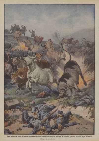 Bœufs poussés par les Russes sur les terrains dégagés autour de Przemyśl et explosés par la dynamite - Achille Beltrame