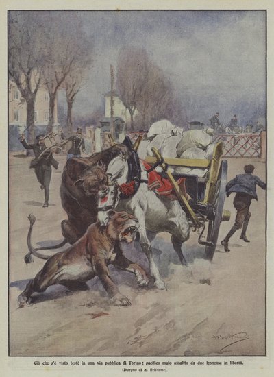 Ce qui a été vu récemment dans une rue publique de Turin, un mulet pacifique attaqué par deux lionnes en liberté - Achille Beltrame