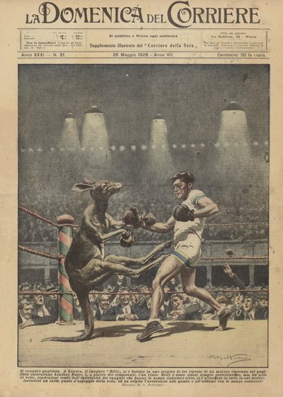 Le kangourou boxeur - Achille Beltrame