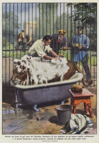 Jackie, un lion de six ans du Jardin Zoologique de Los Angeles, prend un bain tiède - Achille Beltrame