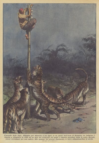 Le siège des tigres - Achille Beltrame