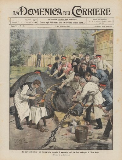 Les soins dangereux, un rhinocéros opéré de la cataracte au zoo de New York - Achille Beltrame