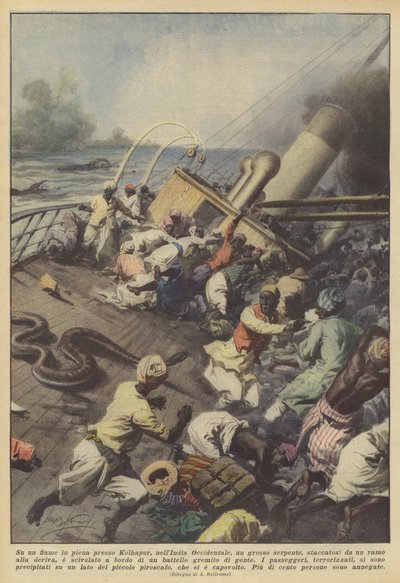 Sur une rivière en crue près de Kolhapur, en Inde occidentale, un gros serpent, détaché - Achille Beltrame