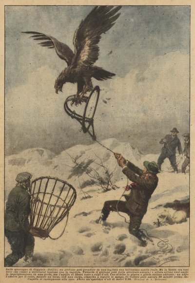 Dans les montagnes de Coggiola (Biella), un jeune homme a pu attraper dans un piège un magnifique aigle royal - Achille Beltrame