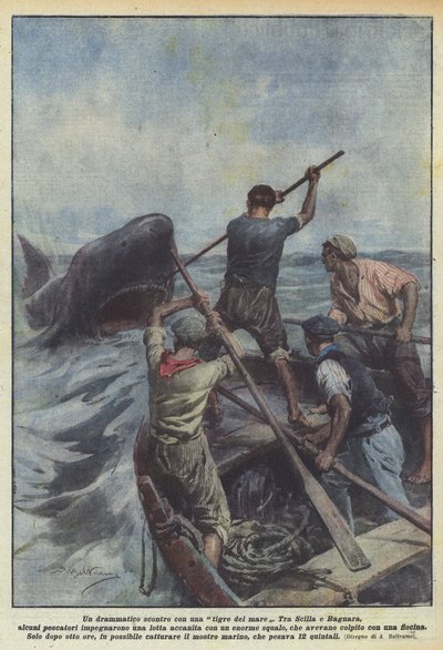Un affrontement dramatique avec un requin - Achille Beltrame