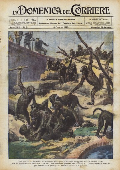 Une guerre de singes - Achille Beltrame