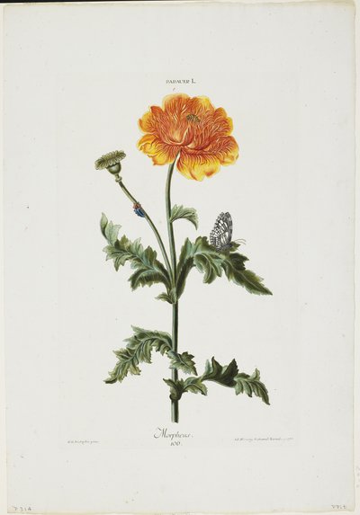 Papauer I. 106. Morphée, de Hortus Nitidissimis, 1773 - Adam Louis Wirsing