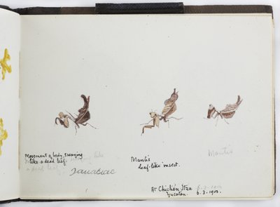 Carnet de croquis de dessins et notes, Amérique du Nord et du Sud (y compris le Mexique) - Adela Breton