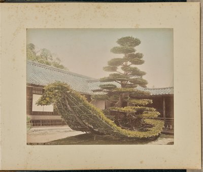 Pin, Kinkakuji - Adolfo Farsari