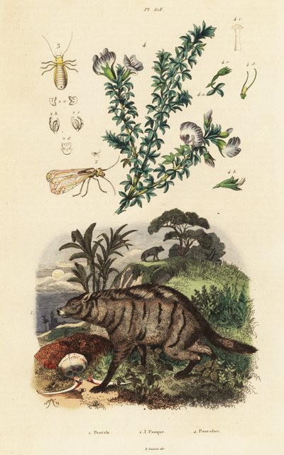 Protèle, pois d