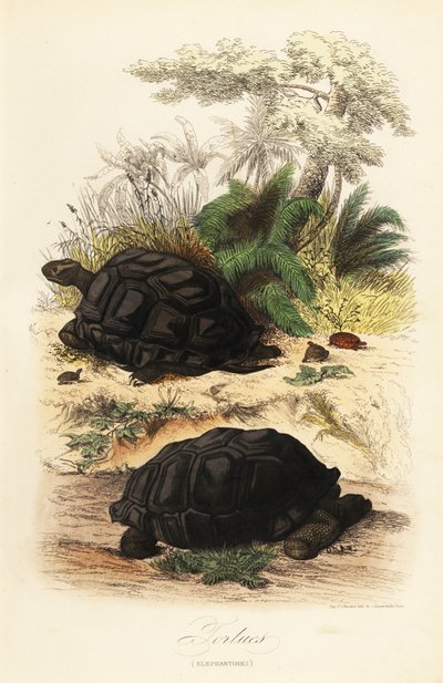 Tortue géante d