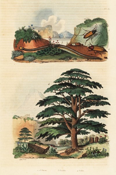 Cèdre du Liban, cécilie à deux lignes et coléoptères cliquetants (gravure) - Adolph (after) Fries