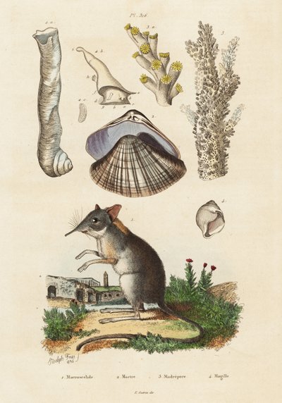 Musaraigne éléphant, palourde et coraux, 1834-1839 - Adolph (after) Fries