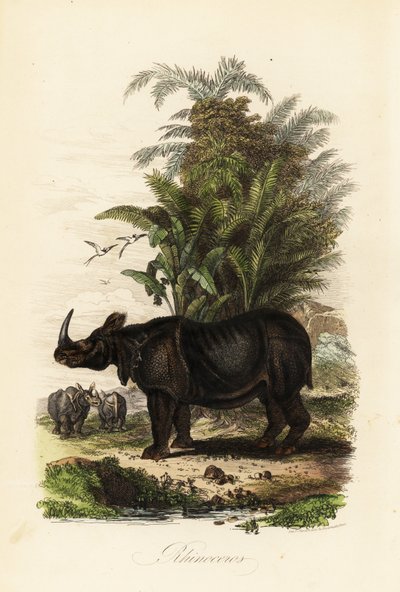 Rhinocéros indien, Rhinoceros unicornis, vulnérable - Adolph (after) Fries