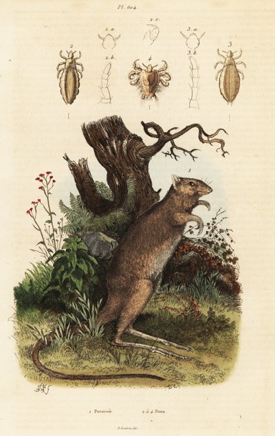 Potoroo à longues pattes et espèces de poux - Adolph (after) Fries