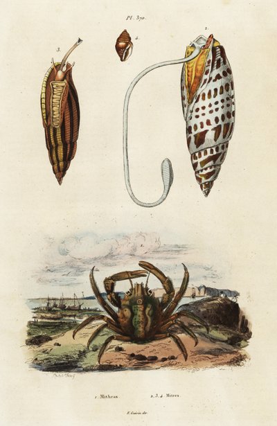 Coquilles mitre et crabe vert accrocheur (1834-1839) (gravure) - Adolph (after) Fries