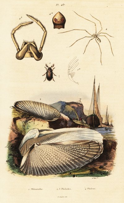 Pholade, palourde, coléoptère et araignée - Adolph (after) Fries