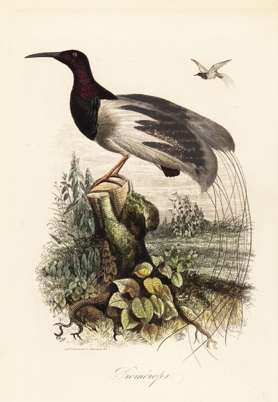 Oiseau de paradis à douze fils, Seleucidis melanoleucus - Adolph (after) Fries