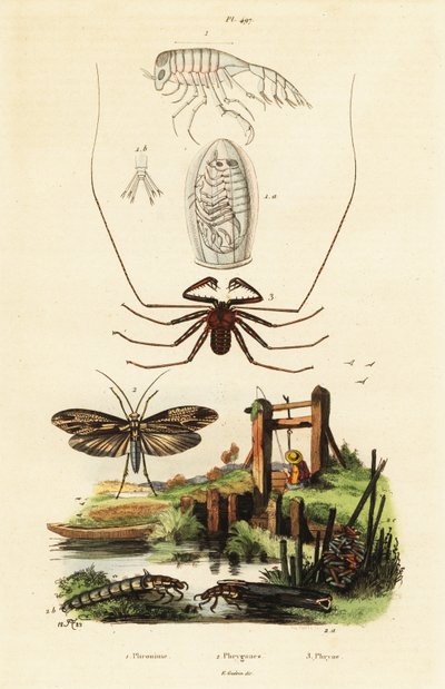 Araignée fouet et phrygane - Adolph (after) Fries