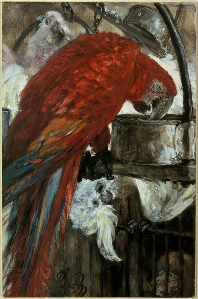 Ara et cacatoès - Adolph Menzel