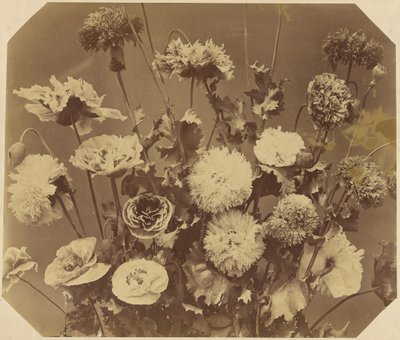 [Fleurs] - Adolphe Braun