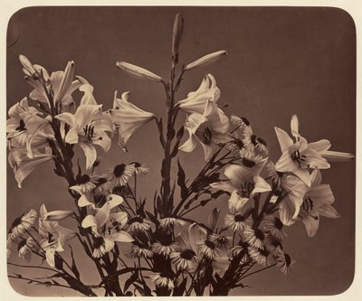 [Fleurs] - Adolphe Braun