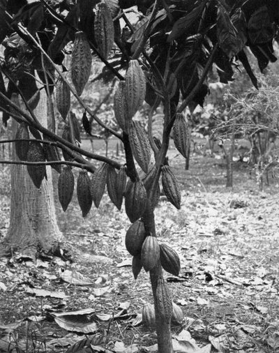 Cacaoyer, Jamaïque, vers 1905 - Adolphe Duperly and Son