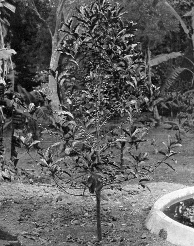 Caféier, Jamaïque, vers 1905 - Adolphe Duperly and Son
