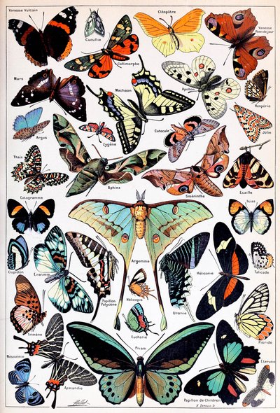 Illustration de papillons et de mites vers 1923 - Adolphe Philippe Millot