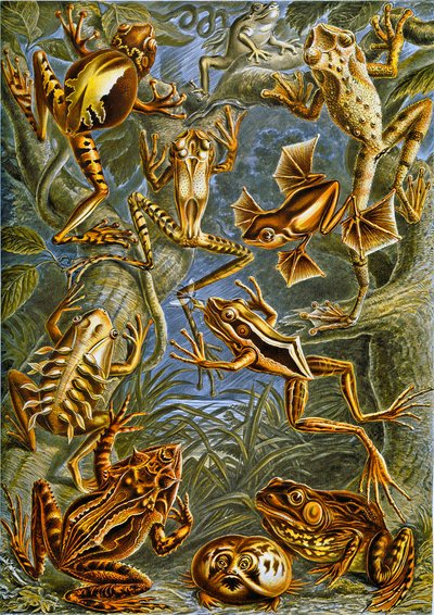 Illustration de grenouilles et de crapauds vers 1909 - Adolphe Philippe Millot