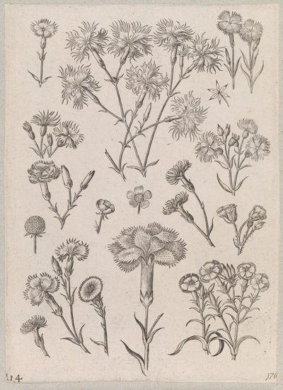 Œillet - Adriaen Collaert
