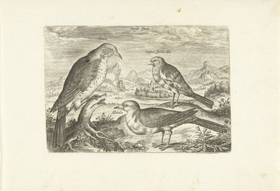 Trois oiseaux dans un paysage - Adriaen Collaert