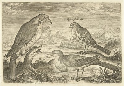 Trois oiseaux dans un paysage - Adriaen Collaert