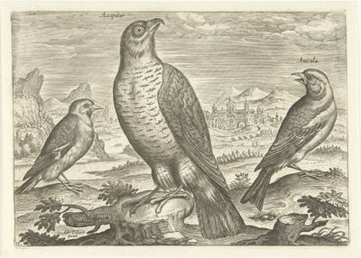 Trois oiseaux dans un paysage, Oiseaux (titre de la série), Avivm vivae (titre de la série) - Adriaen Collaert