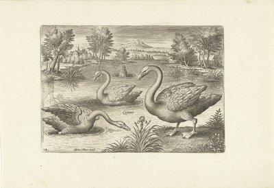 Trois cygnes dans un étang (Oiseaux) - Adriaen Collaert