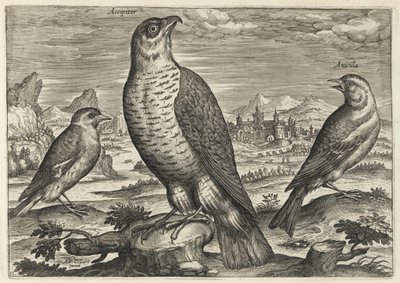  - Adriaen Collaert