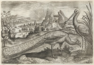 Paon et cigogne - Adriaen Collaert