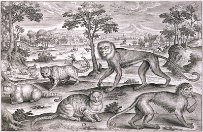 Trois chats et deux singes - Adriaen Collaert