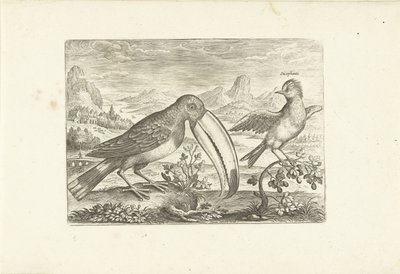 Deux oiseaux exotiques dans un paysage - Adriaen Collaert