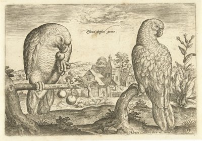 Deux perroquets dans un paysage - Adriaen Collaert