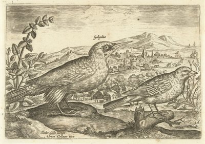 Deux oiseaux dans un paysage - Adriaen Collaert