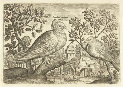 Deux oiseaux dans un paysage (Avivm Vivae) - Adriaen Collaert