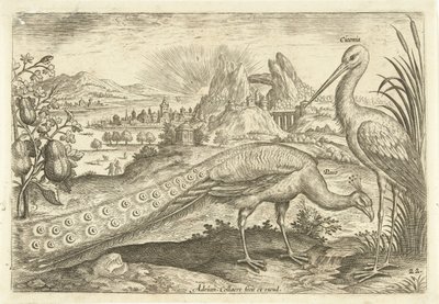 Deux oiseaux dans un paysage (Avivm Vivae) (Oiseaux) - Adriaen Collaert