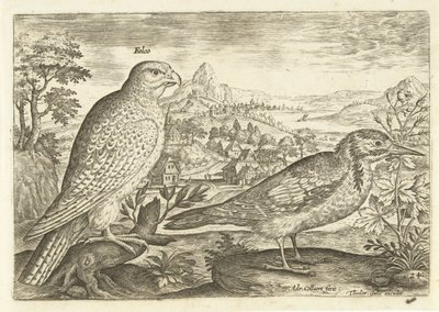 Deux oiseaux dans un paysage - Adriaen Collaert