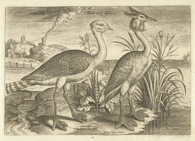 Deux échassiers dans un paysage - Adriaen Collaert