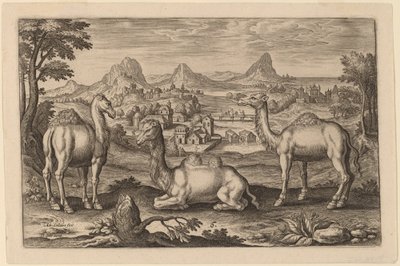 Deux dromadaires et un chameau - Adriaen Collaert