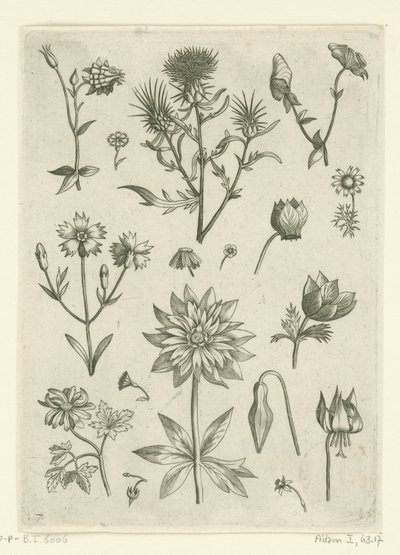 Différentes fleurs, dont ancolie et cyclamen (série Florilegium) - Adriaen Collaert