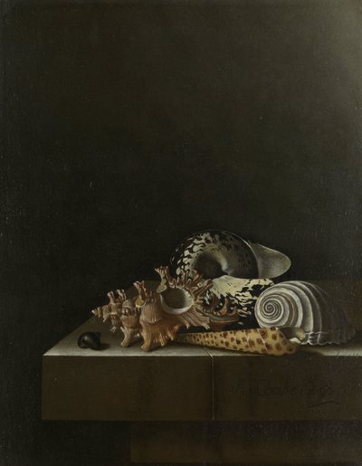 Coquillages sur un socle en pierre - Adrian Coorte